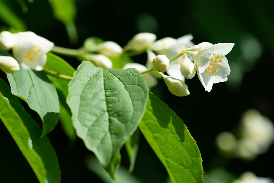 Flowers White