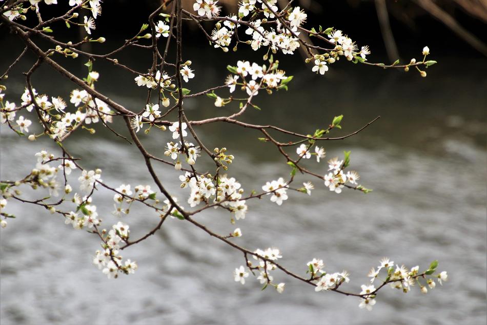 flowers branches water