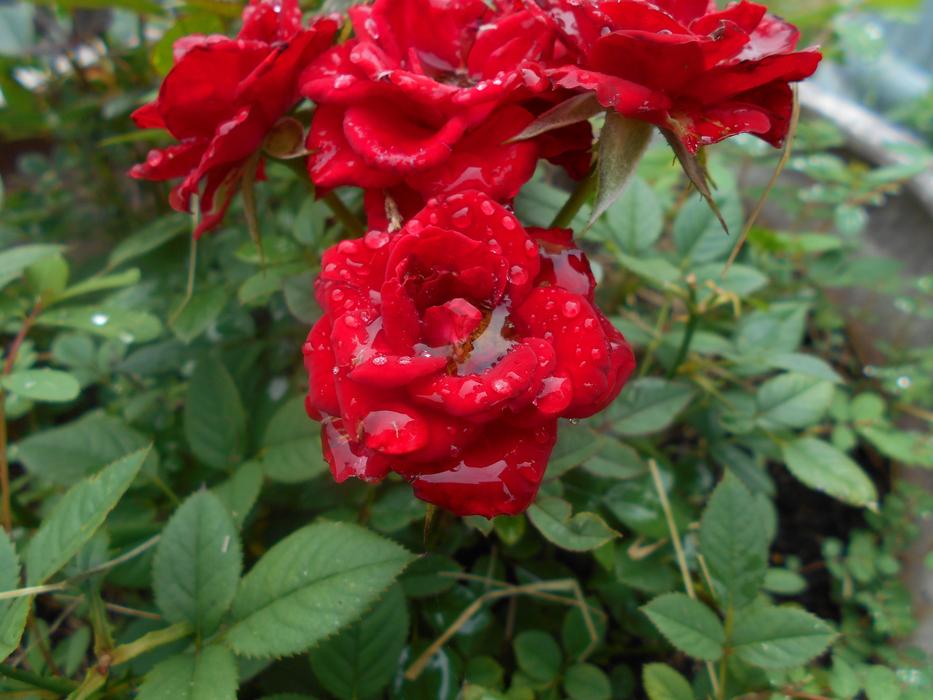 Roses Raindrops Flower