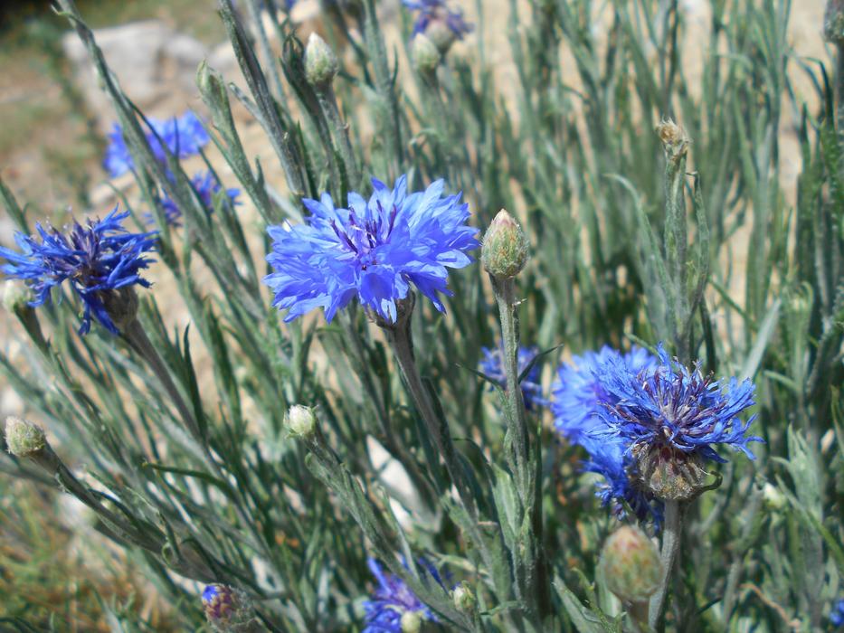 Purple Blue Summer
