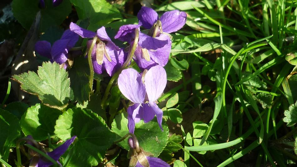 unusual flowers in the grass in the field
