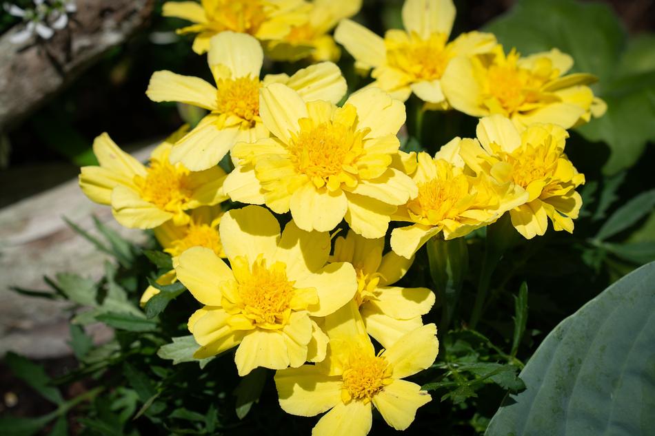 Flowers Yellow
