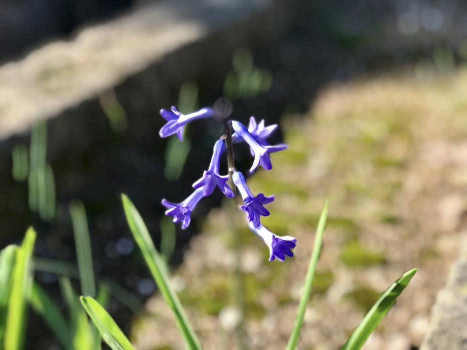 Nature Plant Outdoor