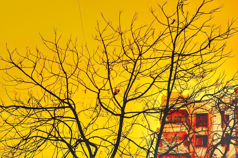 autumn trees in the sunlight