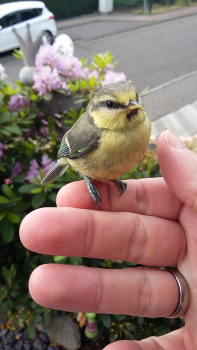 Nature Birds Young Bird Animal