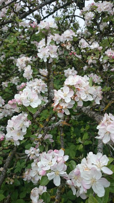 Flower Plant Garden