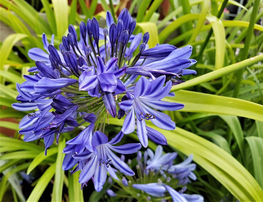 blue flowers in green grass landscape