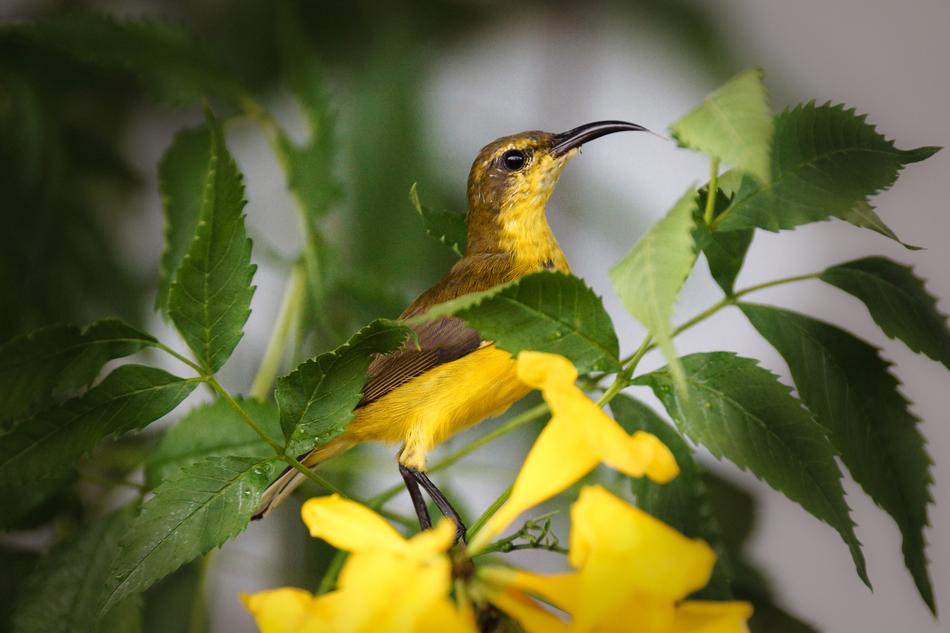 Sunbird Yellow Bird Feather