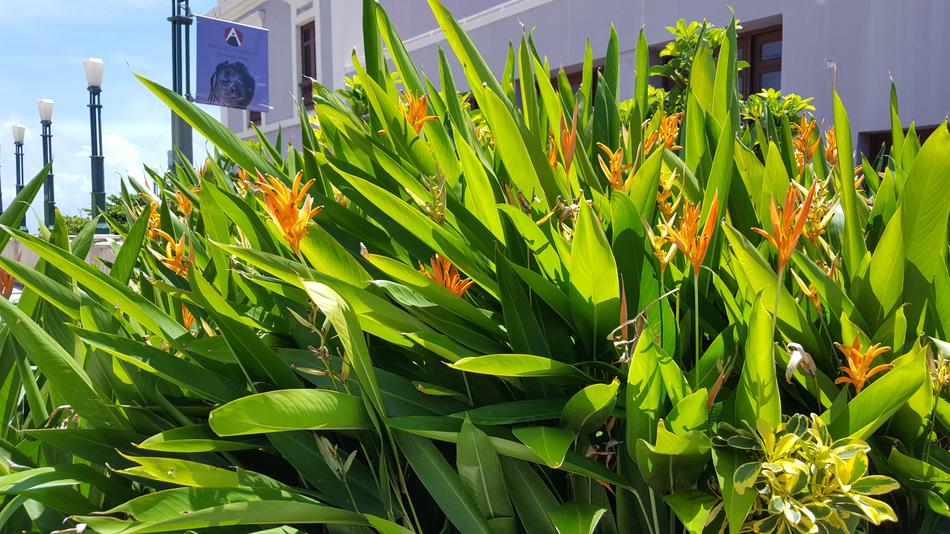 Flora Leaf Nature
