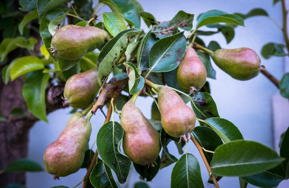 Pears Tree Shrub Garden