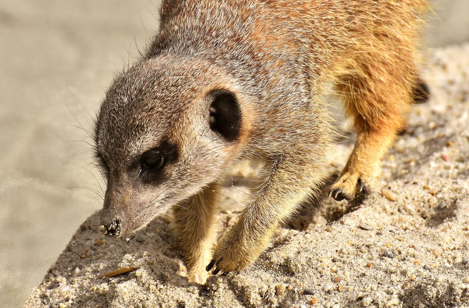 Meerkat Animal Nature