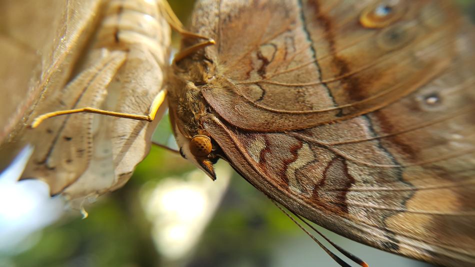 Nature Insect Animal