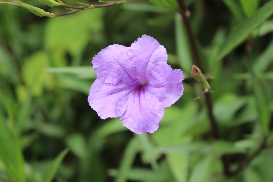 Nature Flower Plant