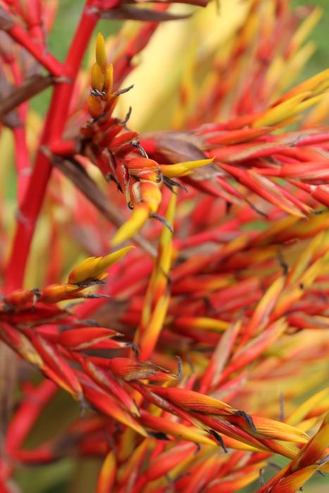 Red Flower Nature