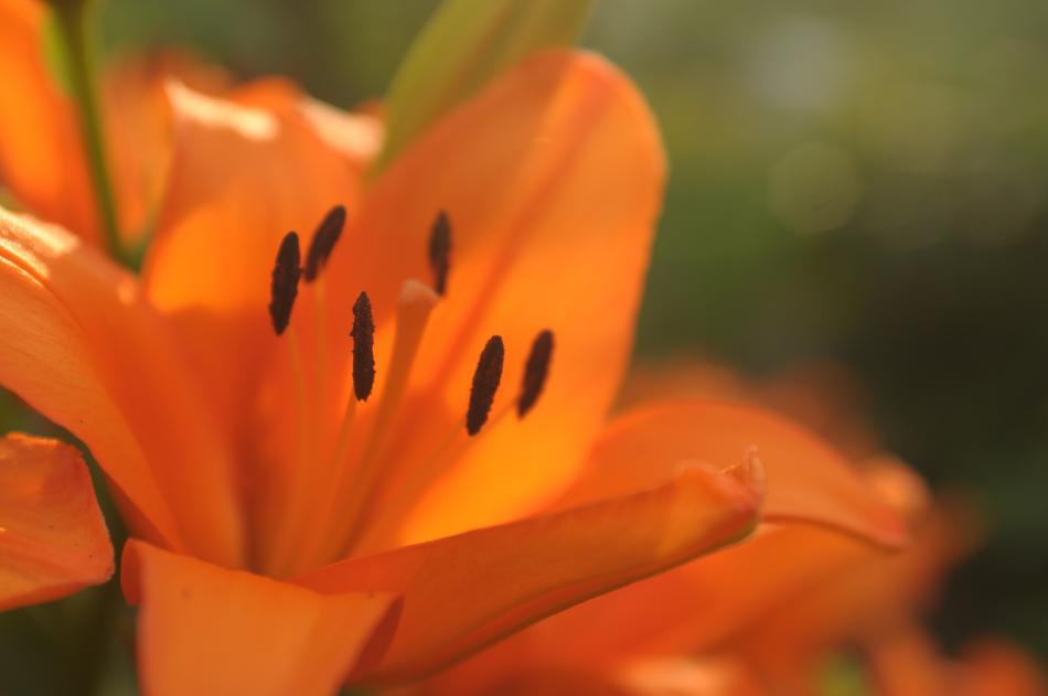 Lily Orange Flower