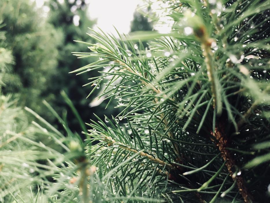 Needle Tree Nature