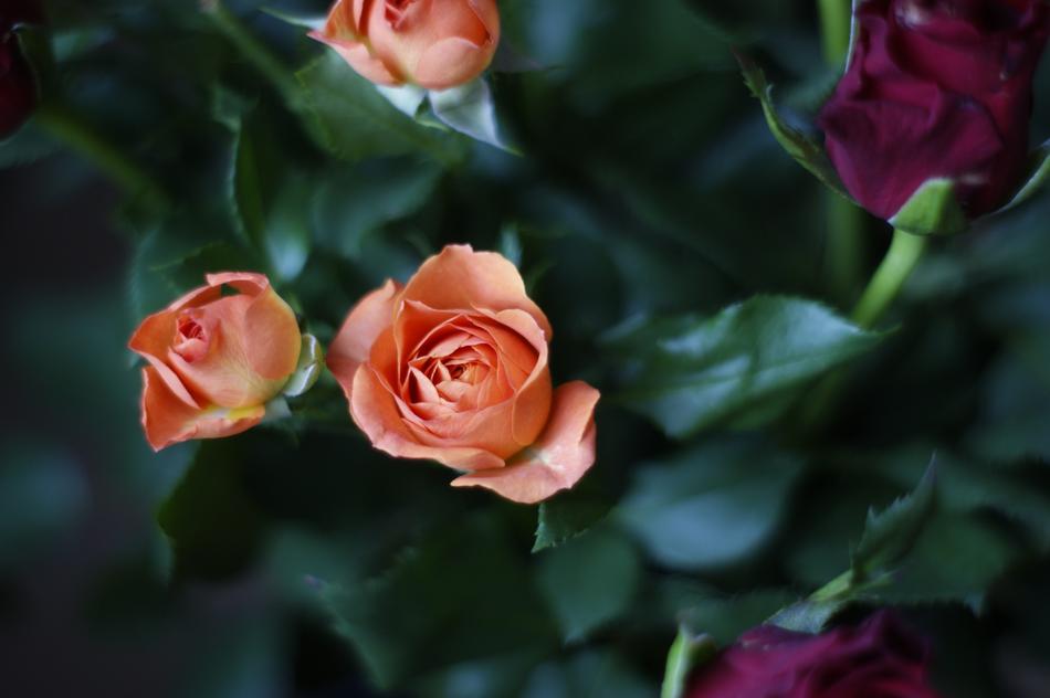 Flowers Roses Nature