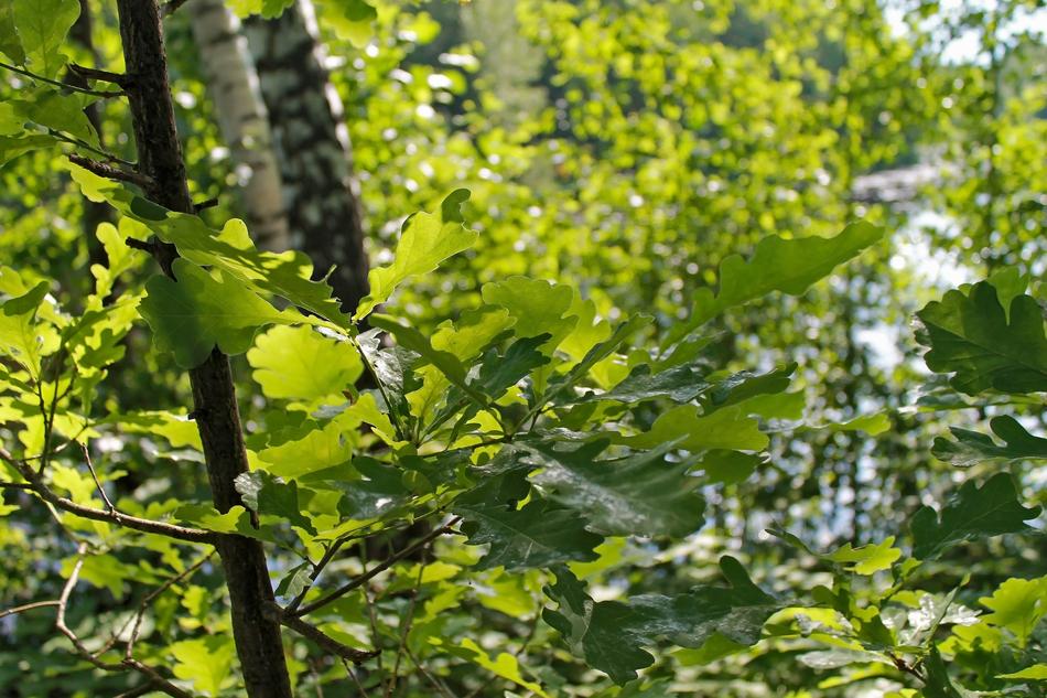 Tree Nature Sheet