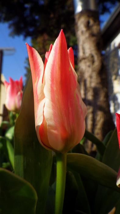Nature Flower Tulip