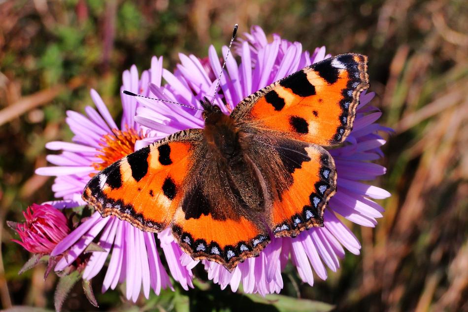 Nature Insect Flower