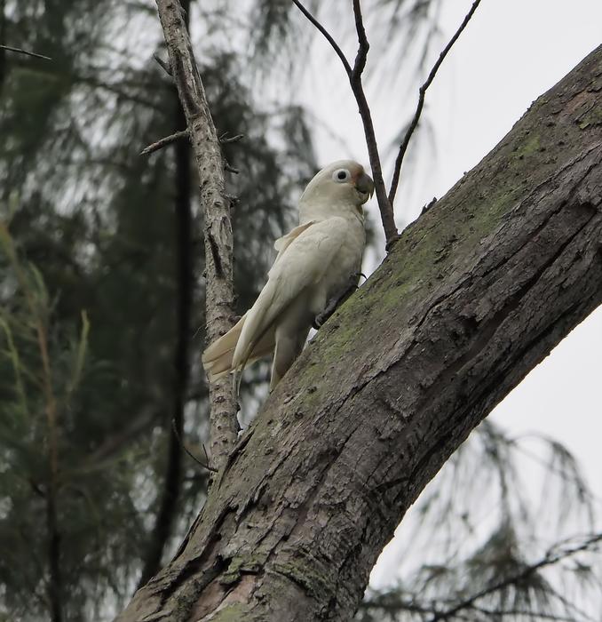 Tree Nature Bird
