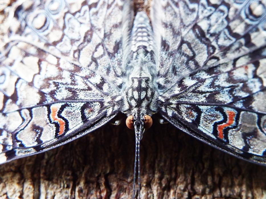 Nature Animalia Default
