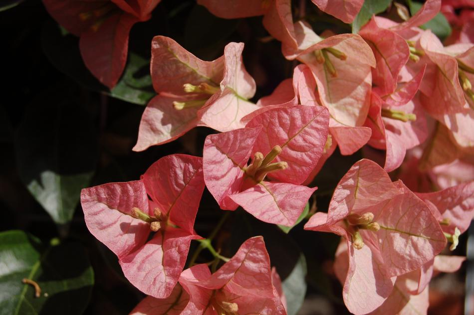 Flower Nature Pink
