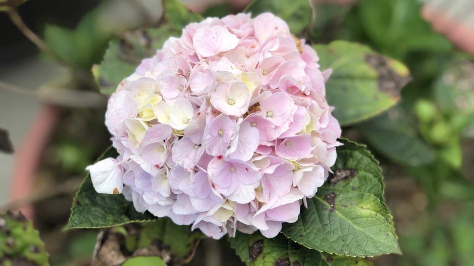 Flower Nature Plant