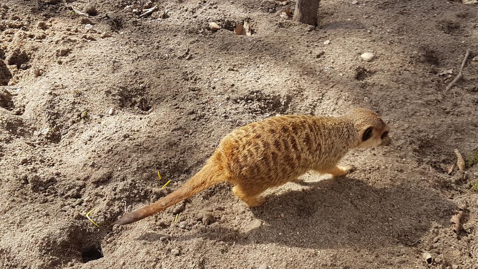 Nature Sand Desert Animal