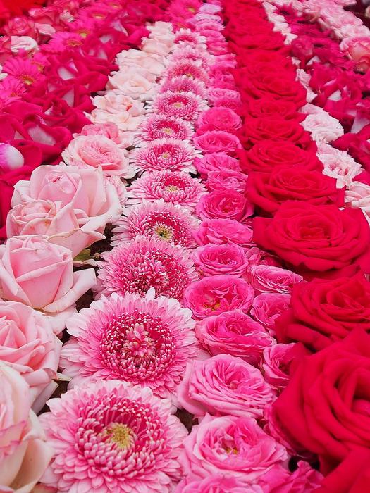 Flower Carpet Fronleich Took