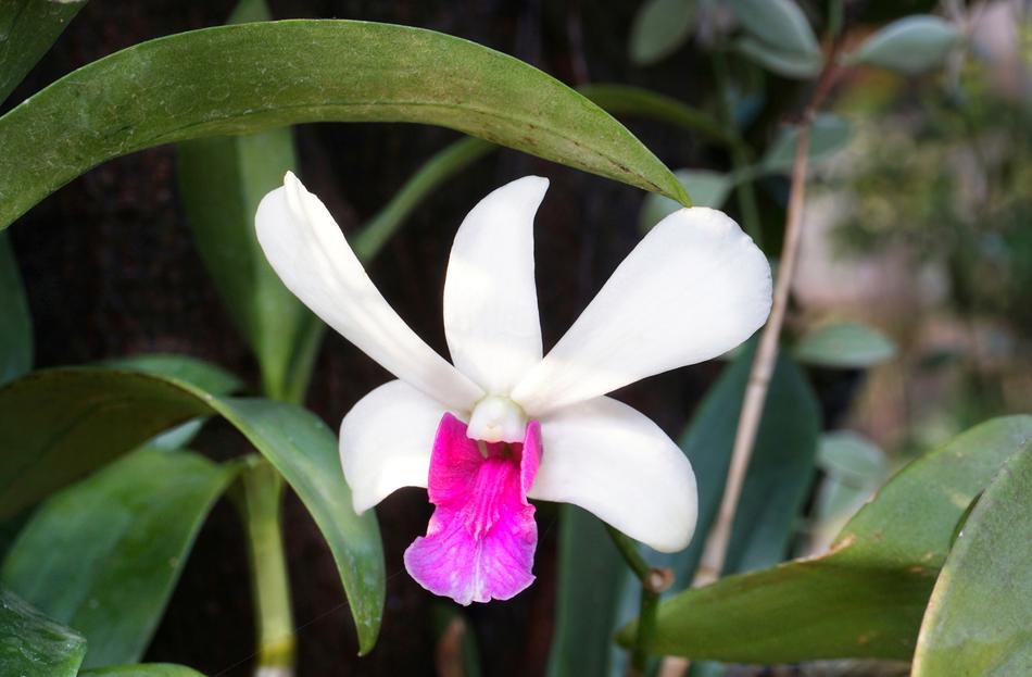 White Purple Red