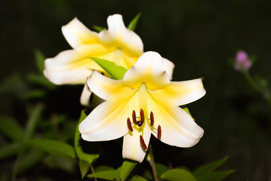 Flower Nature Plant
