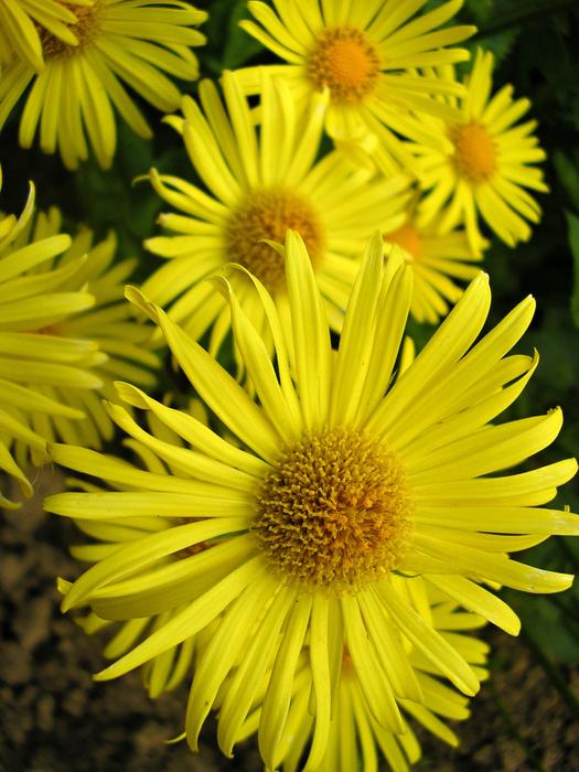 Flowers Garden