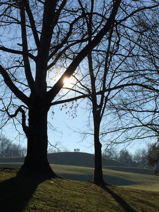 Tree Branch Landscape