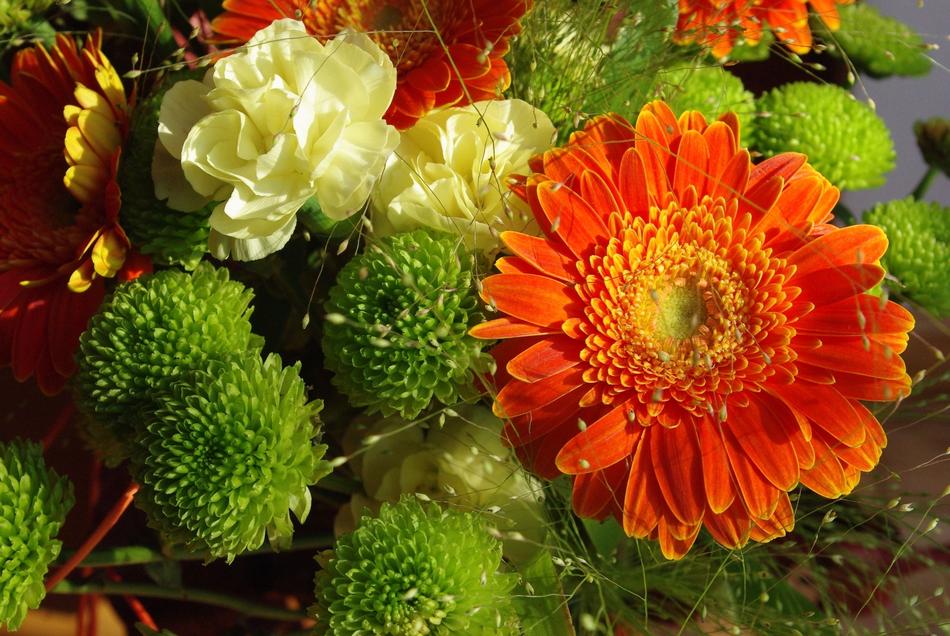 Nature Flower Plant