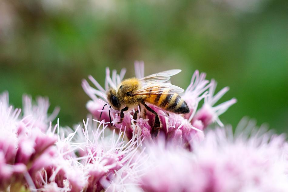 Bee Blossom Bloom