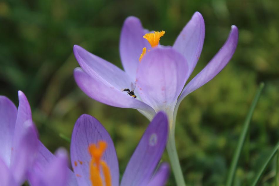 crocus violet garden landscape