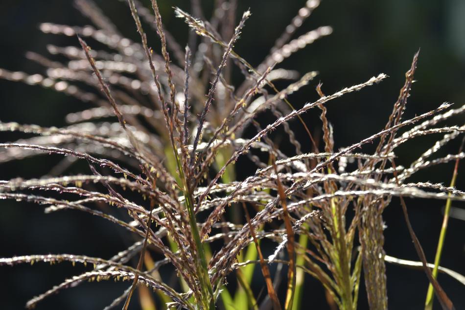 herbs are a beautiful green
