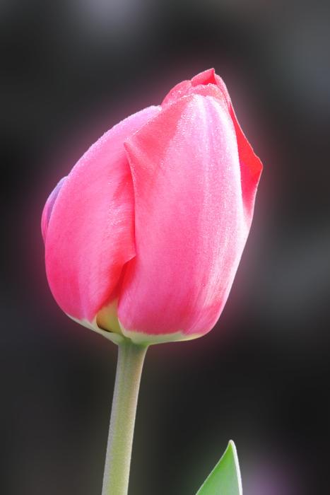 Nature Flower Tulip