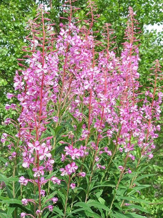pink is a beautiful lot.