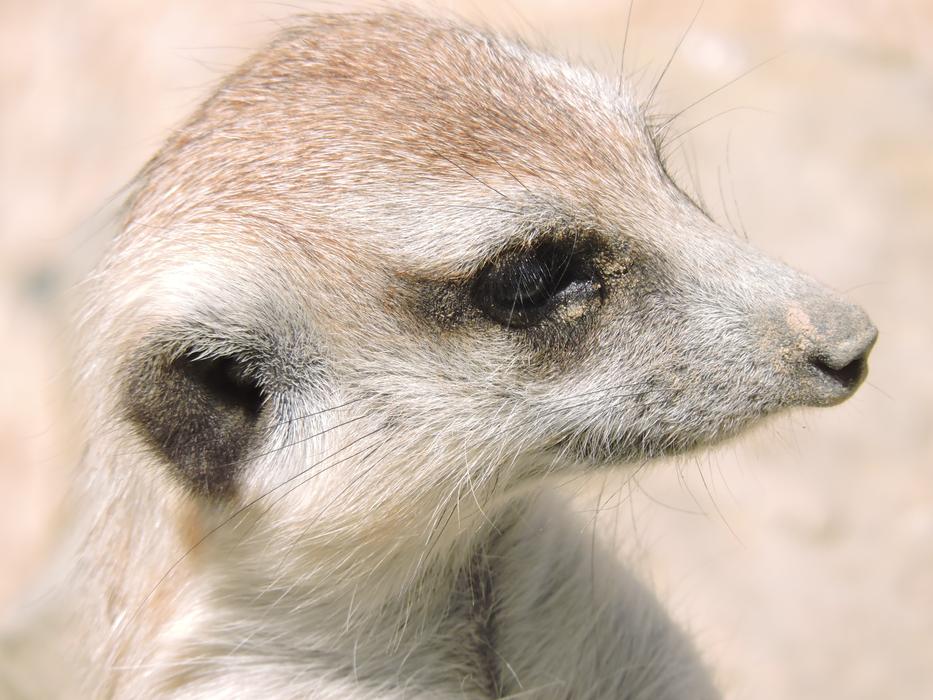 Meerkat Animals Nature Animal