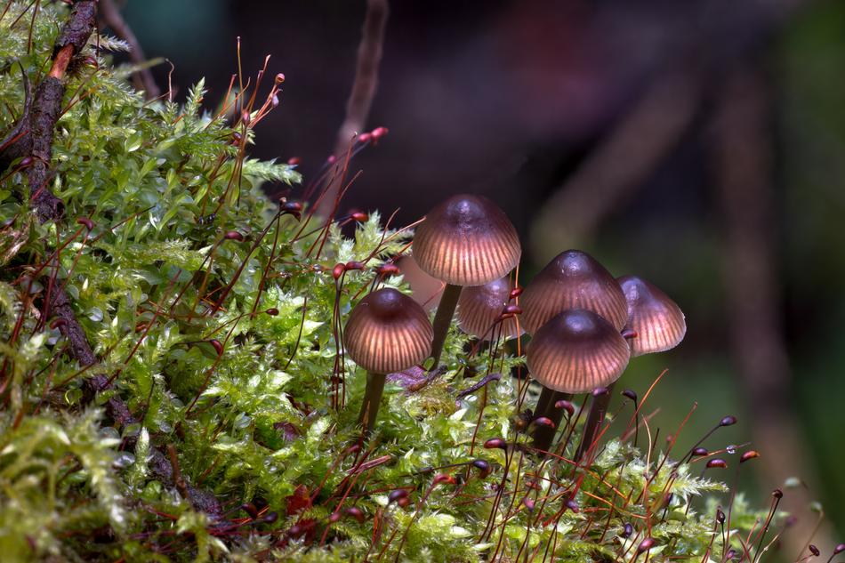 Mushroom Moss Forest