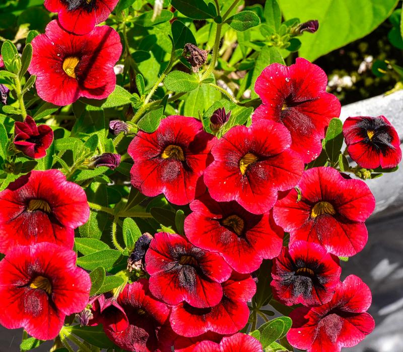 Flower Summer Garden