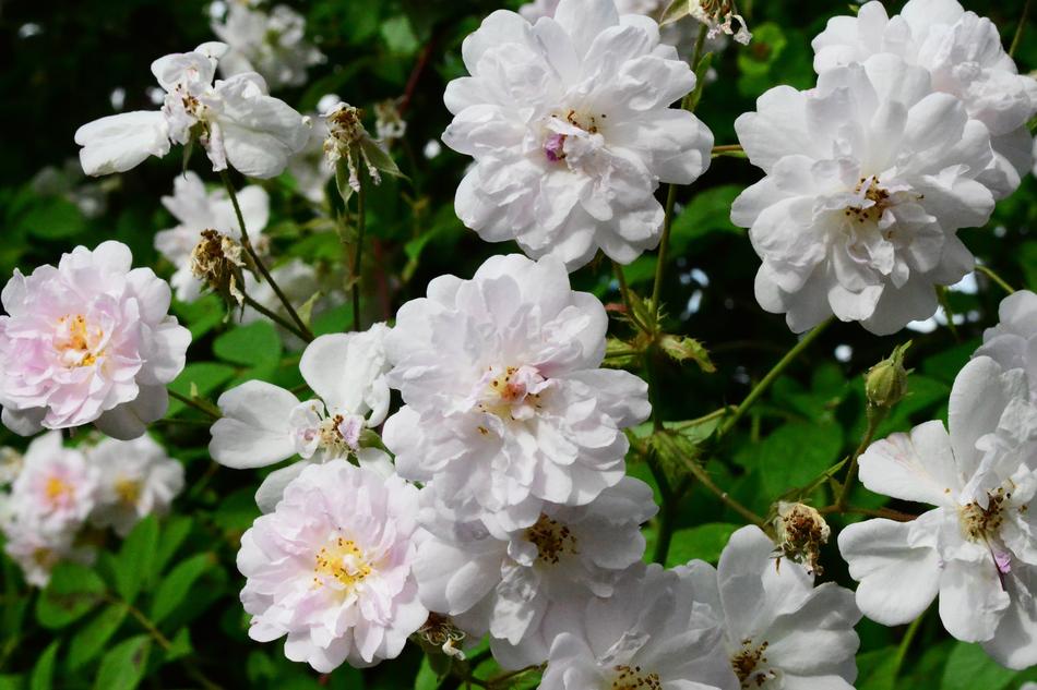 Rose Rambler Flower