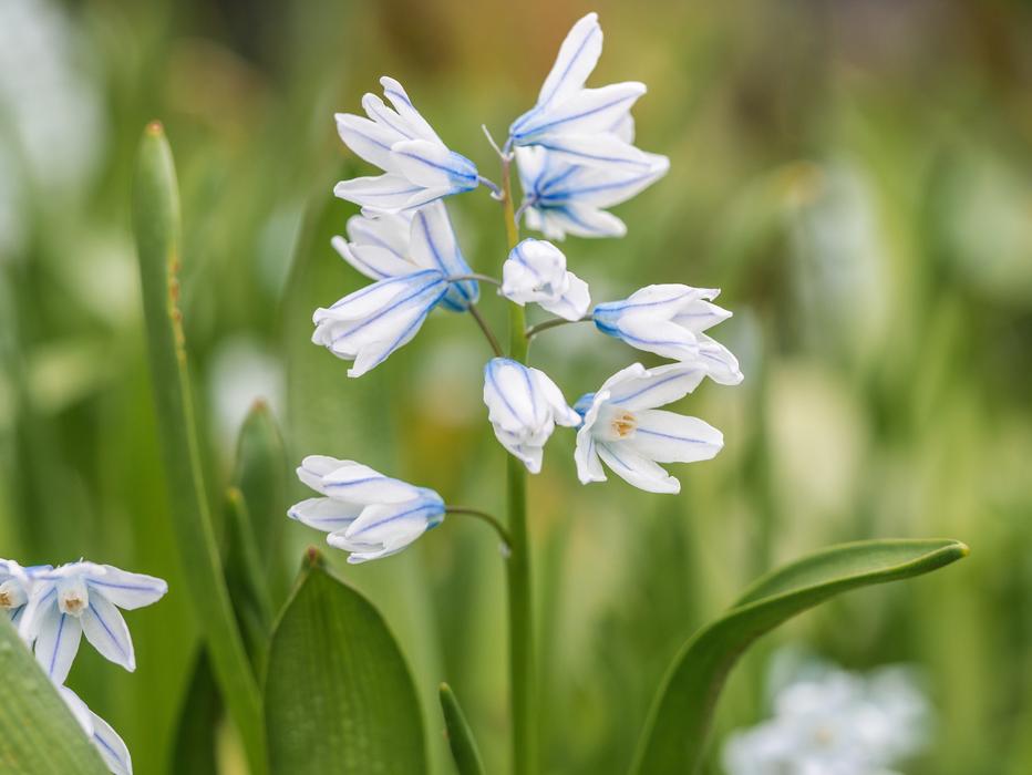 Flower White Blossom