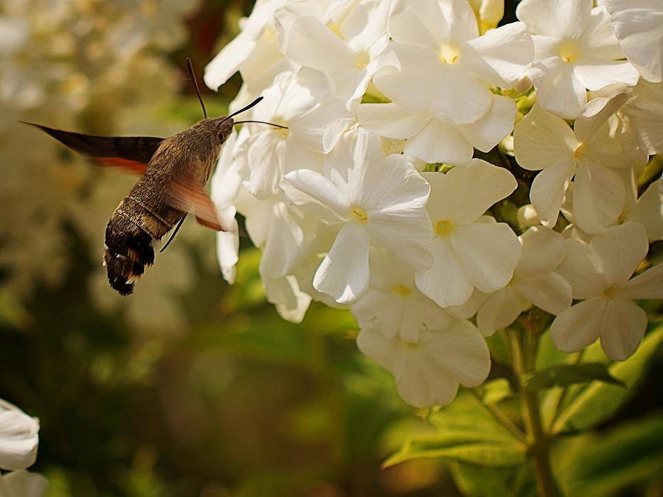 Nature Flower Garden