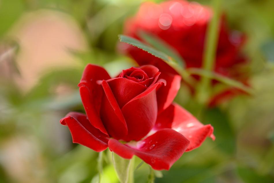 Spring Red Roses Garden