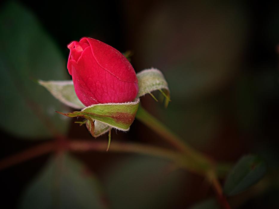 red rose on a branch nature