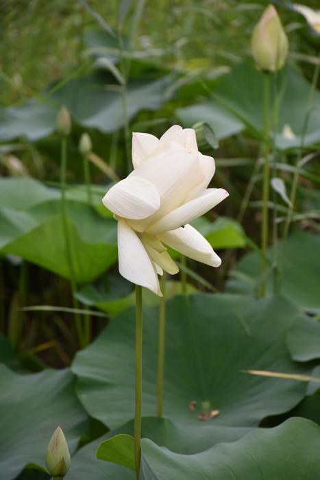 Lotus Summer
