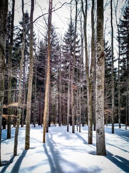 Wood Snow Winter